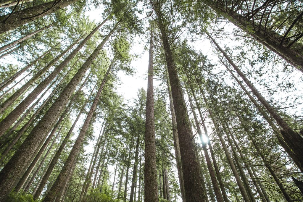 Tall pine trees in a dense forest reach up toward the sky, sunlight filtering through the branches and leaves above, creating a serene and natural scene.