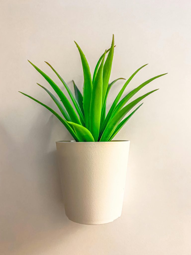 A small green succulent plant with pointed leaves in a simple white pot against a plain light-colored background.