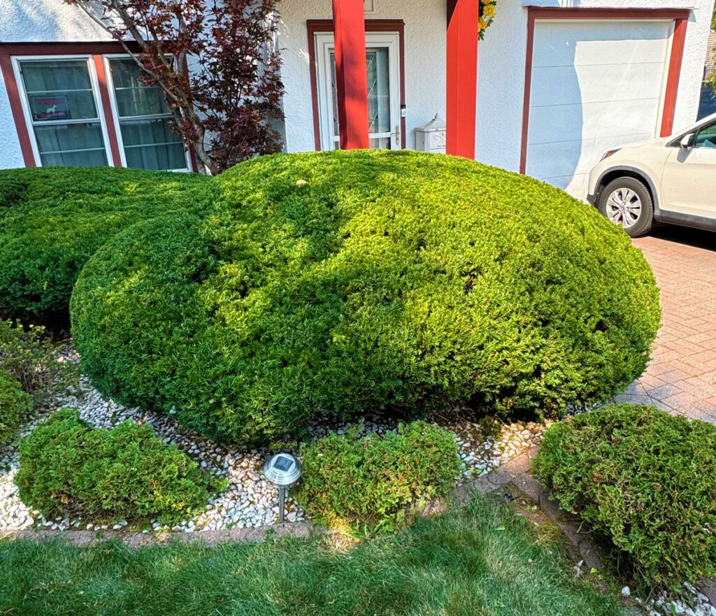 Neatly trimmed, large green bush in front of a house with red columns, white walls, and windows. A beige car is parked on a brick driveway nearby. Small shrubs and white rocks line the garden.