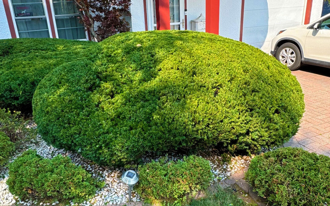 Adams Landscape Design New Website